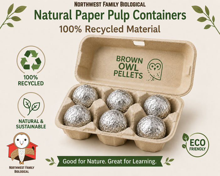 Small Owl Pellet Kit 6-Pack